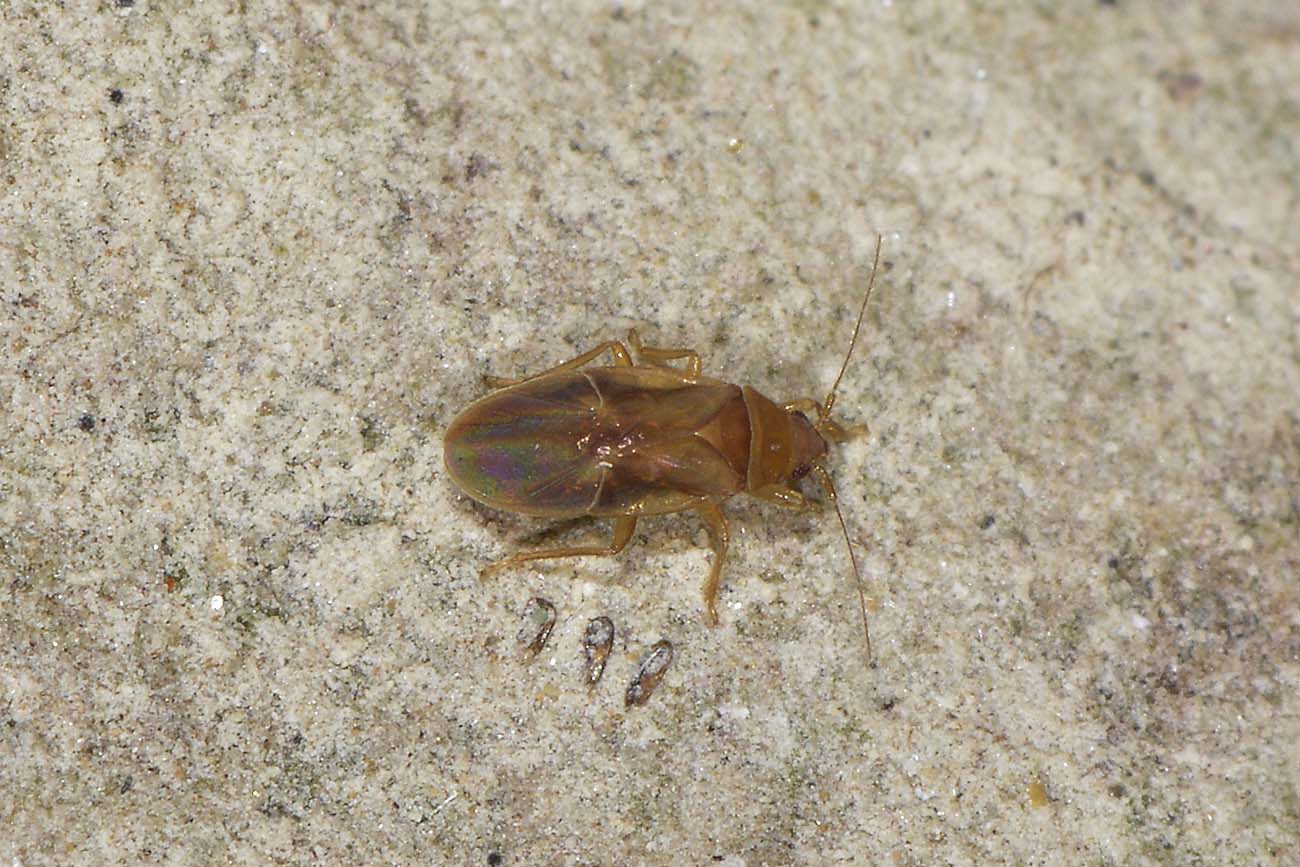 Dipsocoridae: Cryptostemma (Cryptostemma) sp.